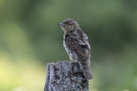 /album/foto-adriano/l4a5087-copia-jpg/